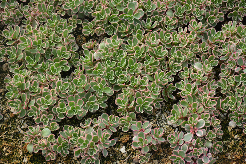 Tricolor Stonecrop (Sedum spurium 'Tricolor') at Kennedy's Country Gardens