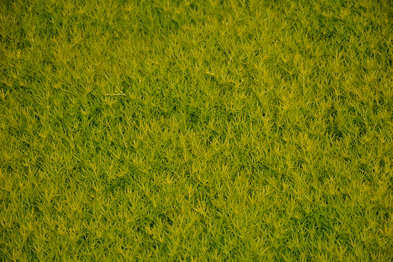 Scotch Moss (Sagina subulata 'Aurea') at Kennedy's Country Gardens