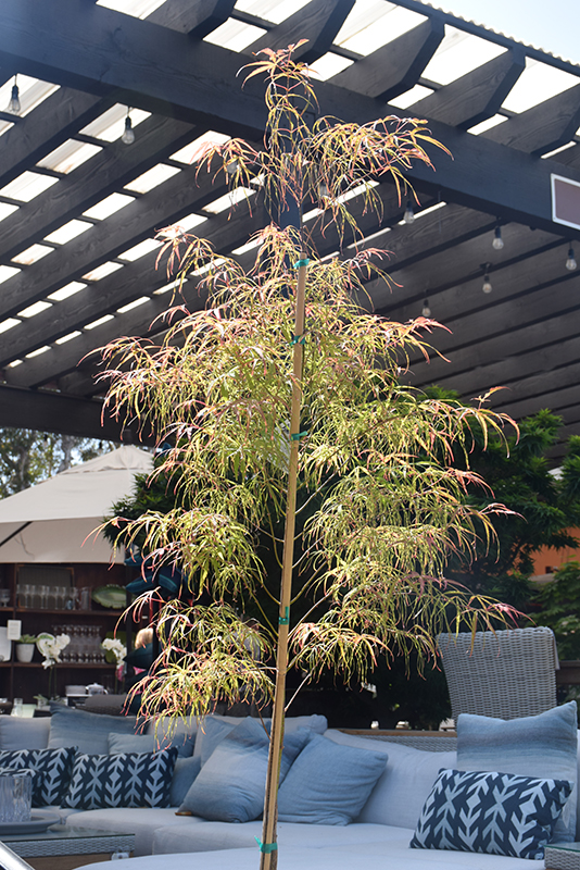 Koto No Ito Japanese Maple (Acer palmatum 'Koto No Ito') at Kennedy's Country Gardens