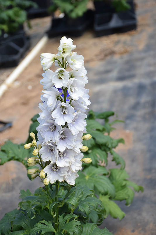 Guardian White Larkspur (Delphinium 'Guardian White') at Kennedy's Country Gardens