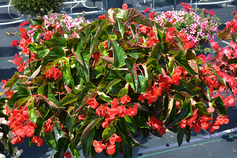 Dragon Wing Red Begonia (Begonia 'Dragon Wing Red') at Kennedy's Country Gardens