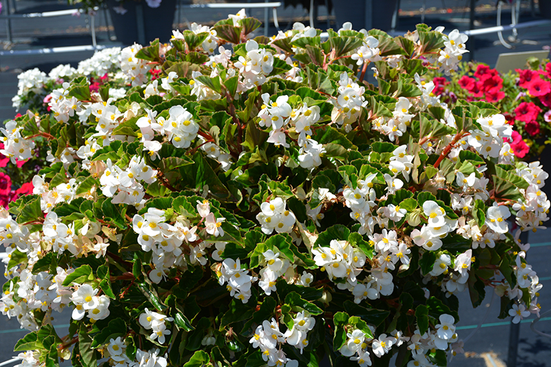 BabyWing White Begonia (Begonia 'BabyWing White') at Kennedy's Country Gardens