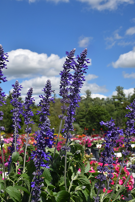 Mystic Spires Sage (Salvia 'Mystic Spires') at Kennedy's Country Gardens