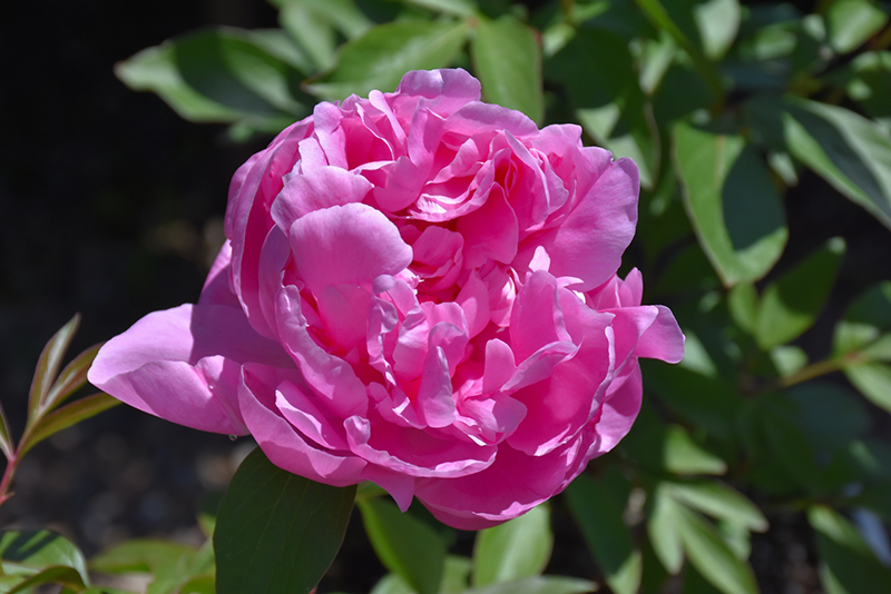 Dr. Alexander Fleming Peony (Paeonia 'Dr. Alexander Fleming') at Kennedy's Country Gardens