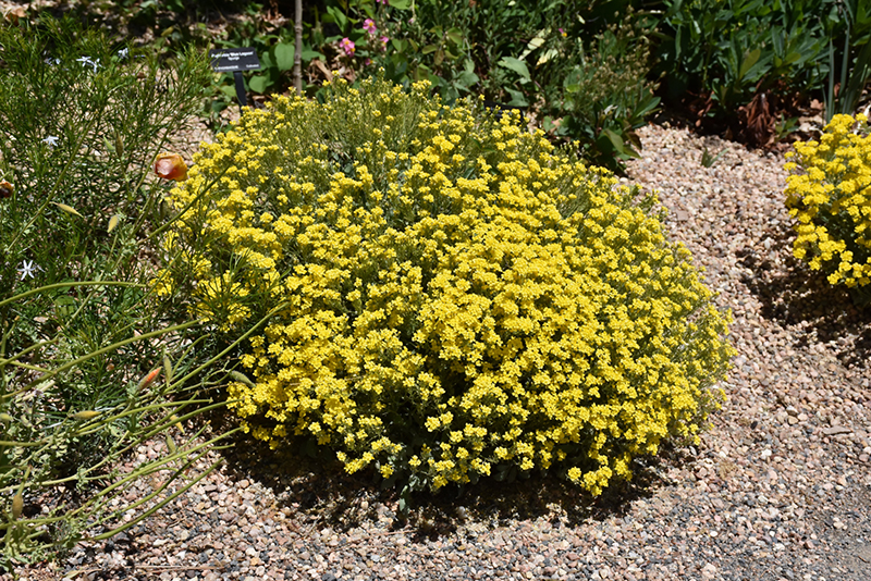Basket Of Gold Alyssum (Aurinia saxatilis 'Basket Of Gold') at Kennedy's Country Gardens