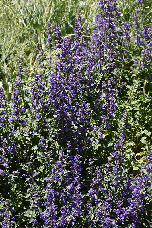 Six Hills Giant Catmint (Nepeta x faassenii 'Six Hills Giant') at Kennedy's Country Gardens