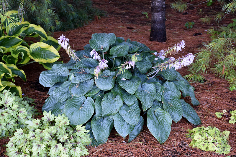 Blueberry Muffin Hosta (Hosta 'Blueberry Muffin') at Kennedy's Country Gardens