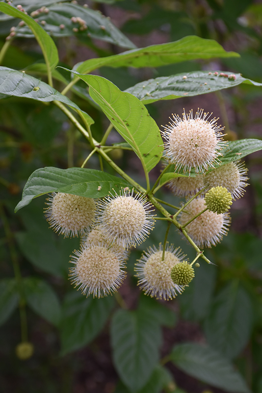 Sugar Shack Button Bush (Cephalanthus occidentalis 'SMCOSS') at Kennedy's Country Gardens