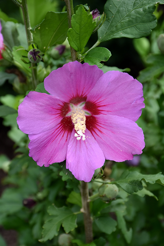 Violet Satin Rose of Sharon (Hibiscus syriacus 'Floru') at Kennedy's Country Gardens
