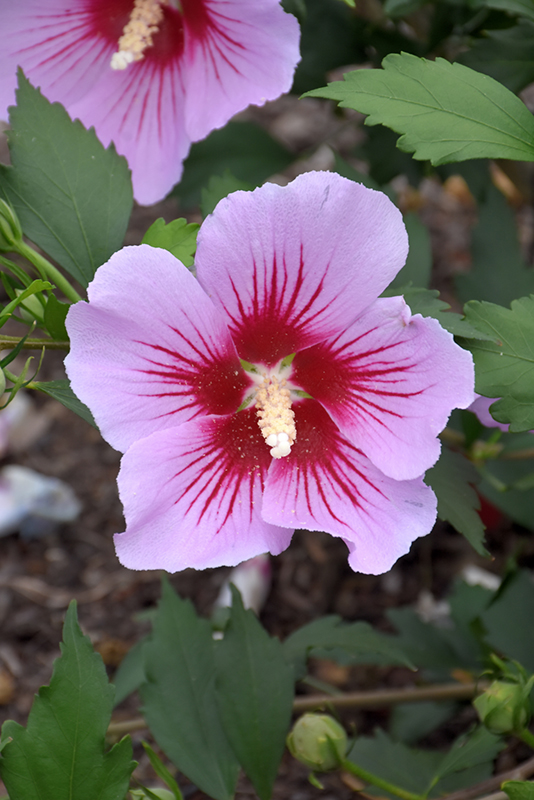 Orchid Satin Rose of Sharon (Hibiscus syriacus 'ILVO347') at Kennedy's Country Gardens