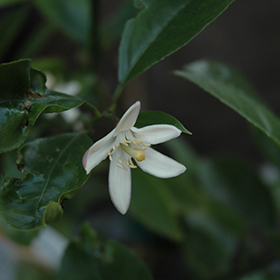 Plant Photo 1