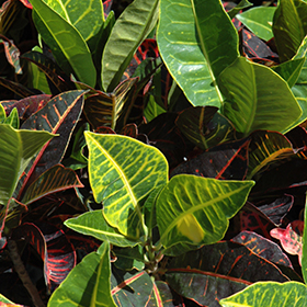 Plant Photo 5