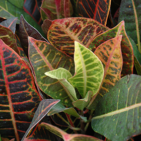 Plant Photo 8