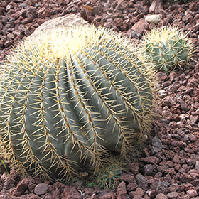 Plant Photo 6