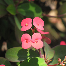 Plant Photo 3