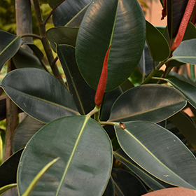 Plant Photo 8