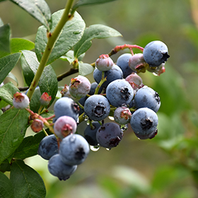 Blueberry Picking on the North Shore