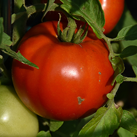 Plant Photo 6