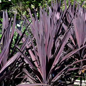 Plant Photo 10