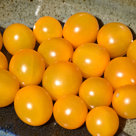 Plant Photo 4