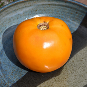 Plant Photo 9