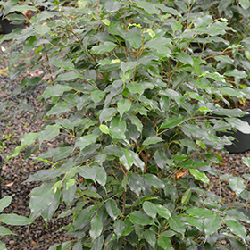 Plant Photo 7