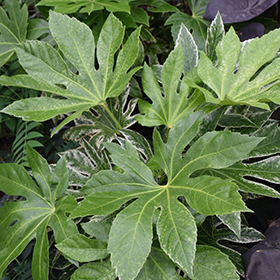 Plant Photo 5