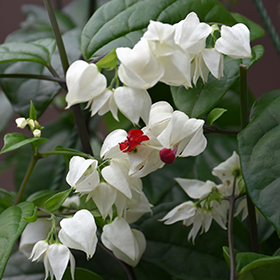 Plant Photo 2