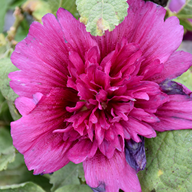 Plant Photo 1